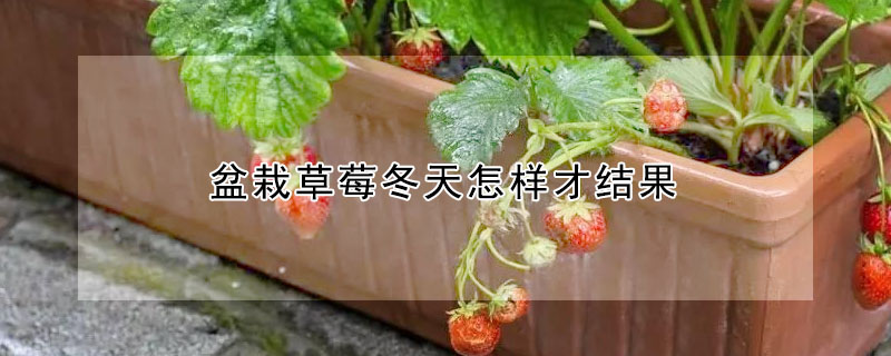 盆栽草莓冬天怎樣才結(jié)果