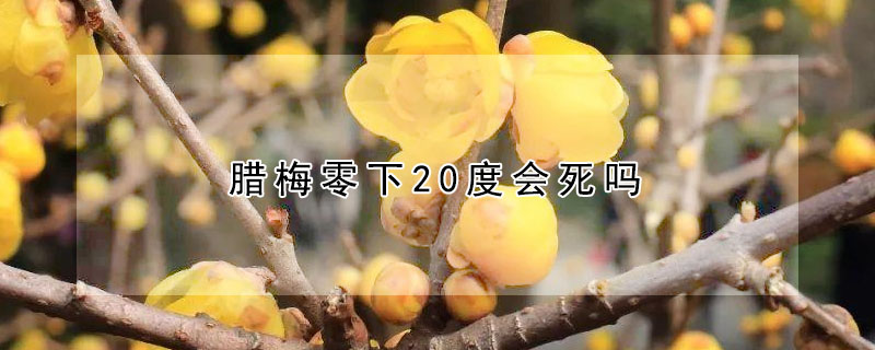 臘梅零下20度會死嗎