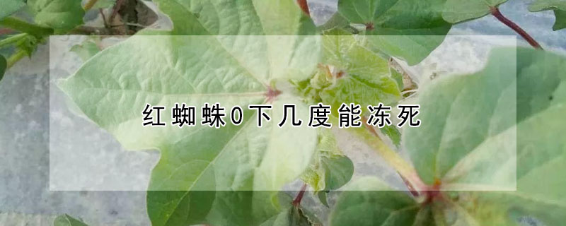 紅蜘蛛0下幾度能凍死