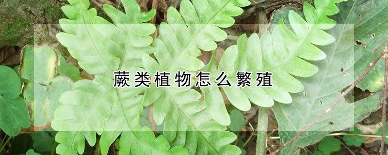 蕨類植物怎么繁殖