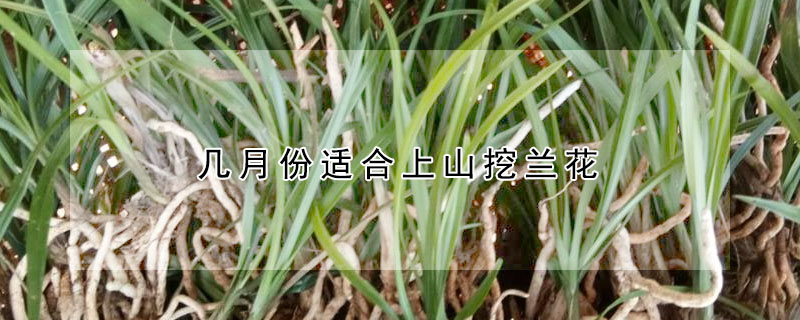 幾月份適合上山挖蘭花