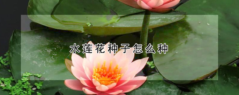 水蓮花種子怎么種