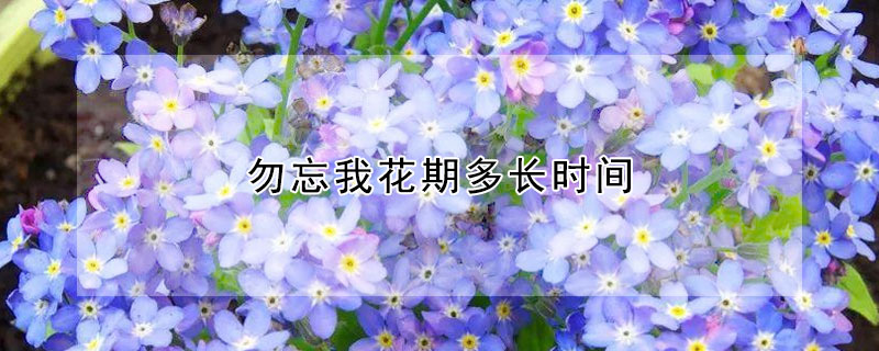 勿忘我花期多長時間