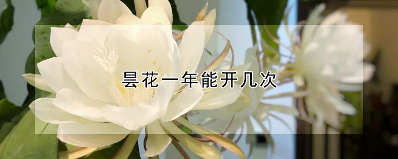 曇花一年能開幾次