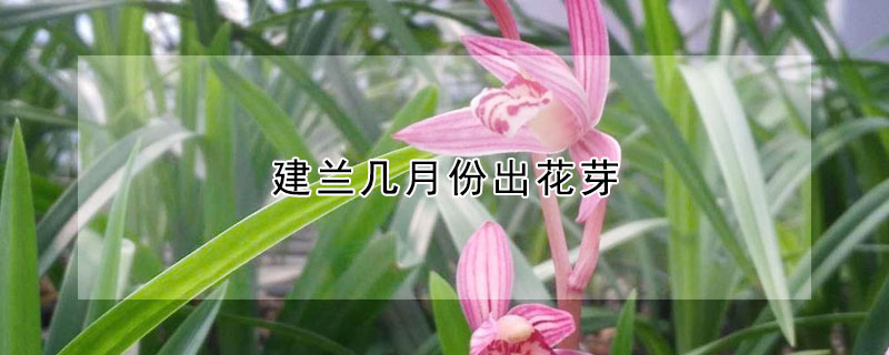 建蘭幾月份出花芽