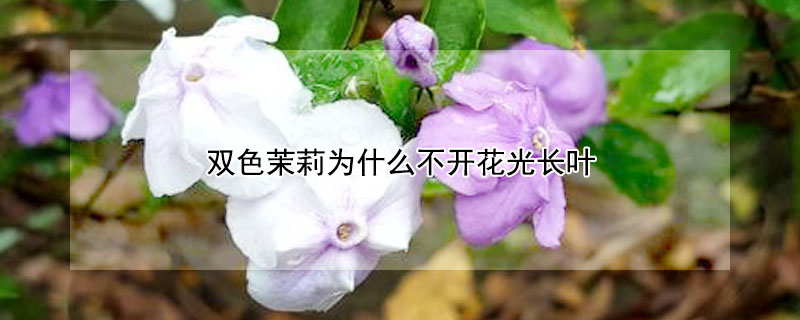 雙色茉莉?yàn)槭裁床婚_(kāi)花光長(zhǎng)葉