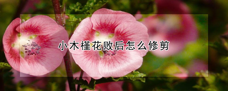 小木槿花敗后怎么修剪