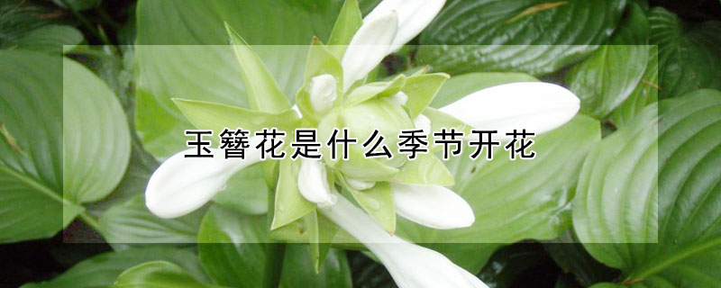 玉簪花是什么季節開花