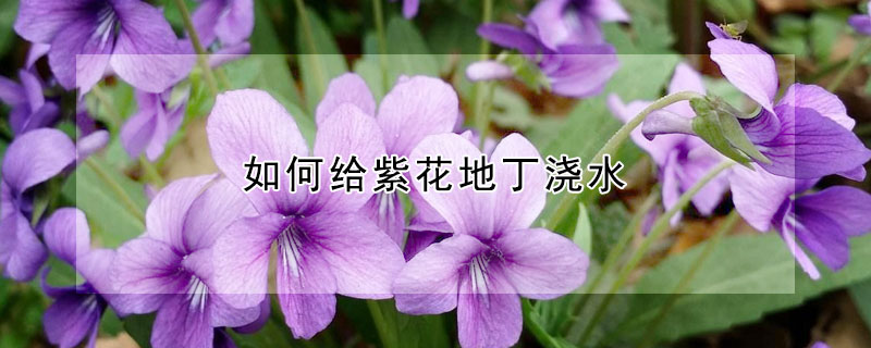 如何給紫花地丁澆水