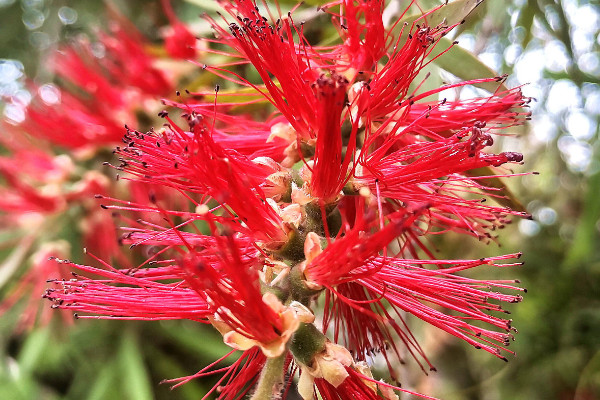 紅千層花冬天耐寒嗎