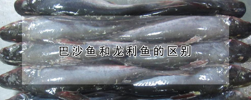 巴沙魚和龍利魚的區別