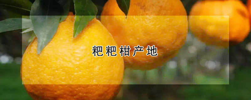 粑粑柑產(chǎn)地