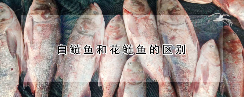 白鰱魚和花鰱魚的區別