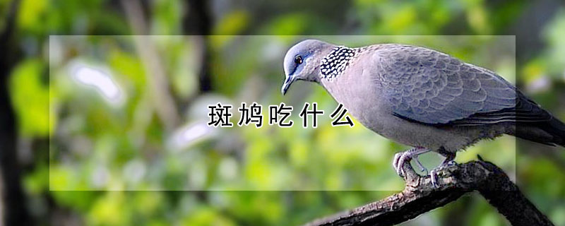 斑鳩吃什么