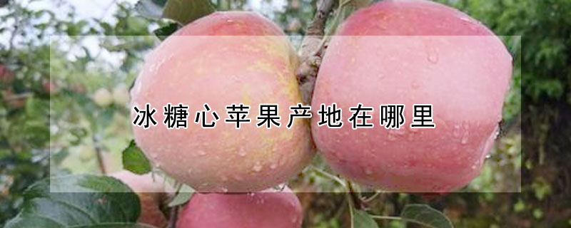 冰糖心蘋果產(chǎn)地在哪里