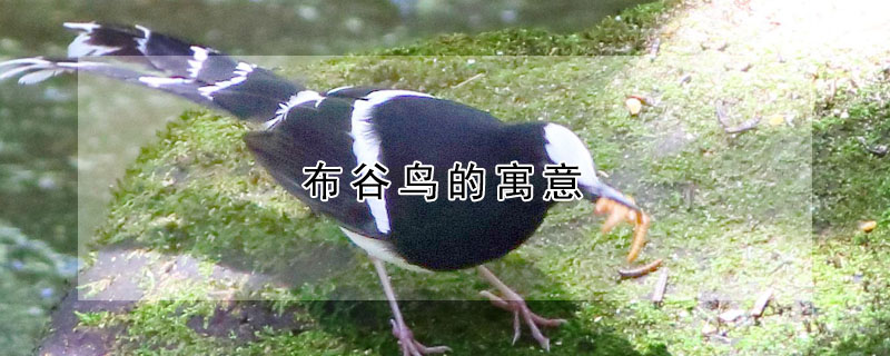 布谷鳥的寓意