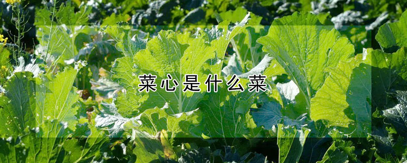 菜心是什么菜