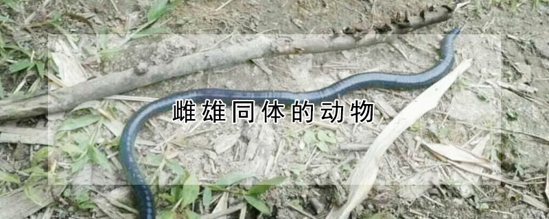 雌雄同體的動物