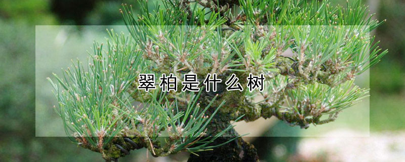 翠柏是什么樹(shù)