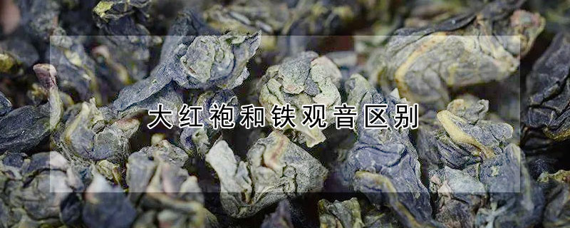 大紅袍和鐵觀音區(qū)別