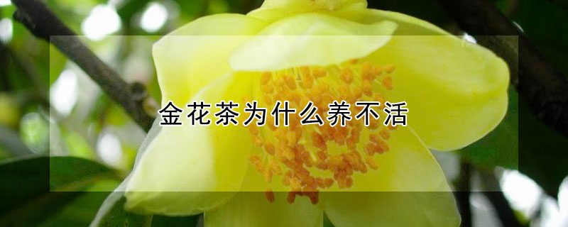 金花茶為什么養(yǎng)不活