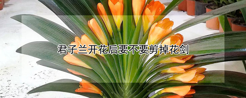 君子蘭開花后要不要剪掉花劍