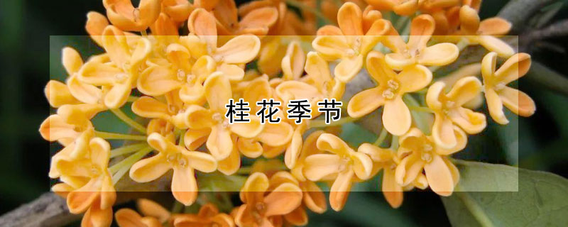 桂花季節(jié)