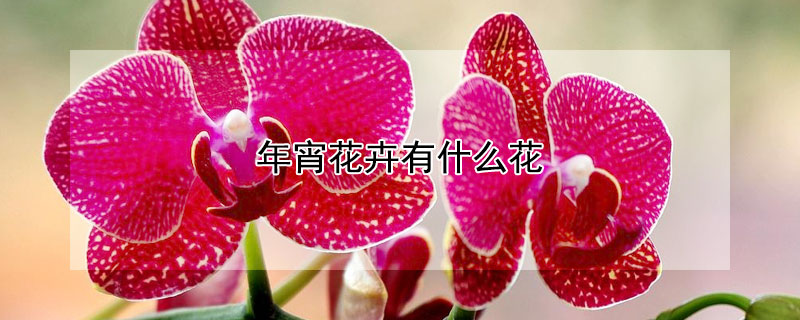 年宵花卉有什么花