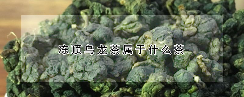 凍頂烏龍茶屬于什么茶