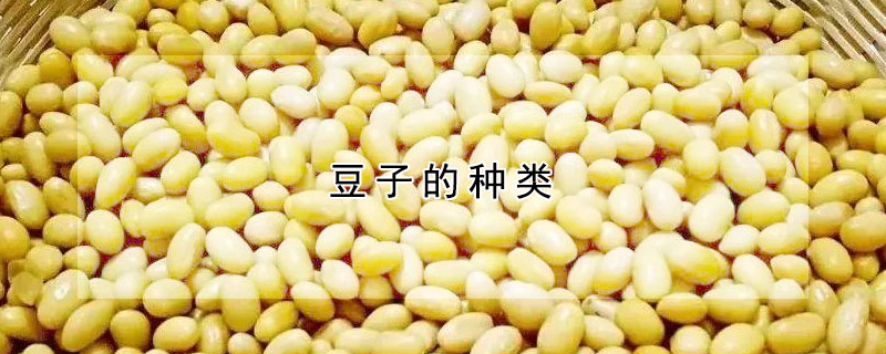 豆子的種類