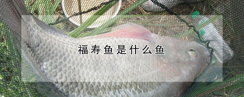 福壽魚是什么魚