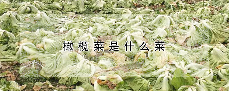 橄欖菜是什么菜