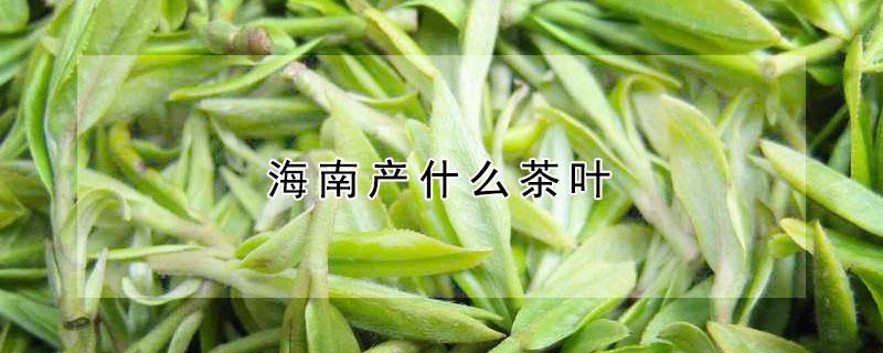 海南產(chǎn)什么茶葉