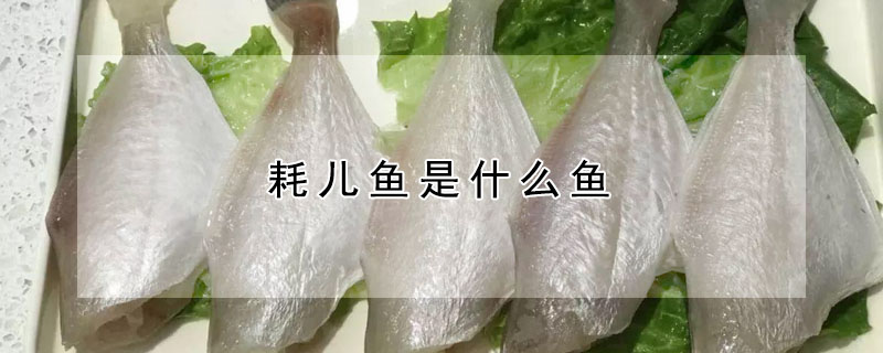 耗兒魚是什么魚