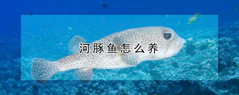 河豚魚怎么養