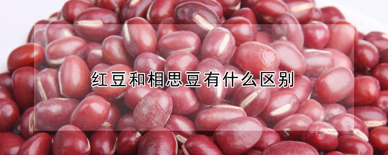 紅豆和相思豆有什么區(qū)別