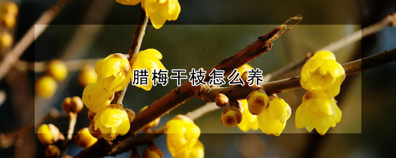 臘梅干枝怎么養(yǎng)