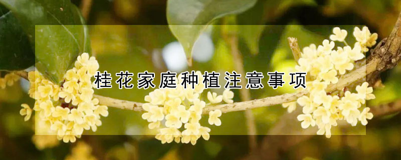 桂花家庭種植注意事項