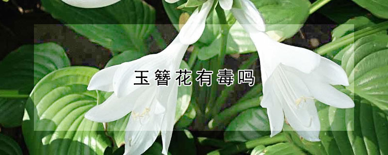 玉簪花有毒嗎