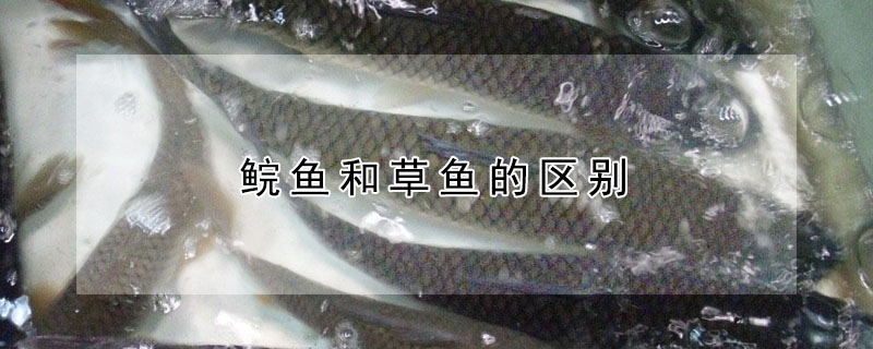 鯇魚和草魚的區(qū)別