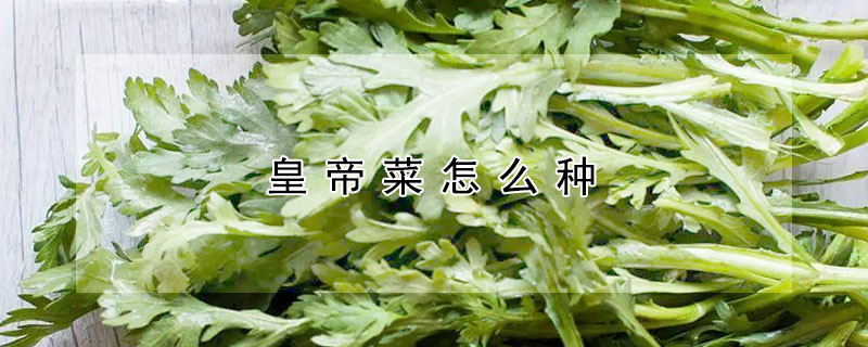 皇帝菜怎么種