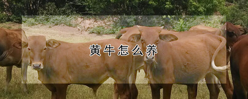 黃牛怎么養(yǎng)