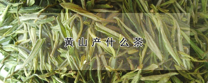 黃山產什么茶