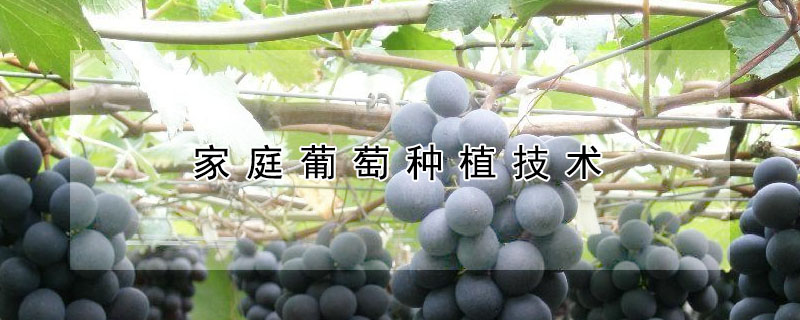 家庭葡萄種植技術(shù)