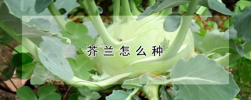 芥蘭怎么種