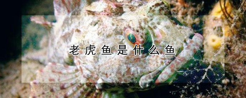 老虎魚是什么魚