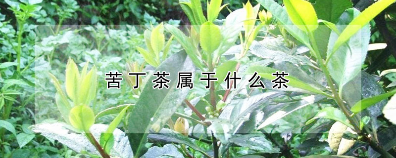 苦丁茶屬于什么茶