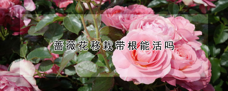 薔薇花移栽帶根能活嗎