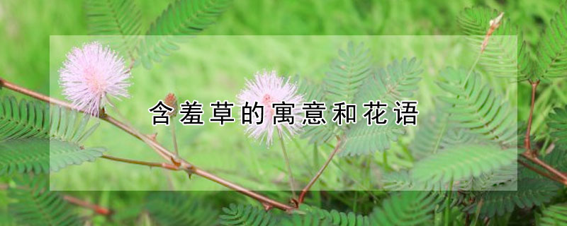 含羞草的寓意和花語