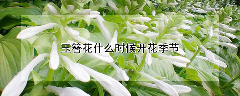 玉簪花什么時候開花季節